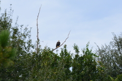 Haliaeetus leucocephalus