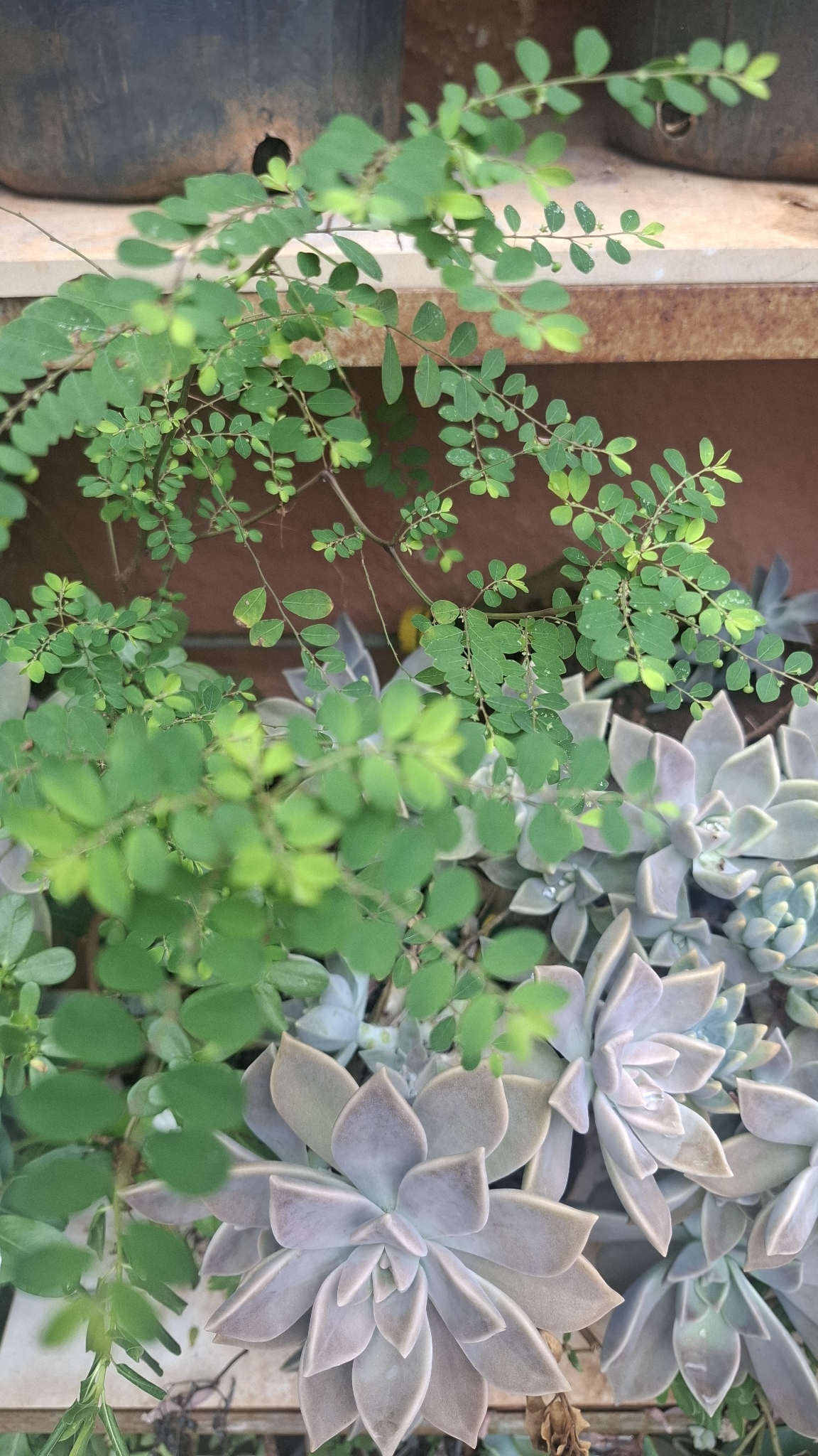 Phyllanthus tenellus