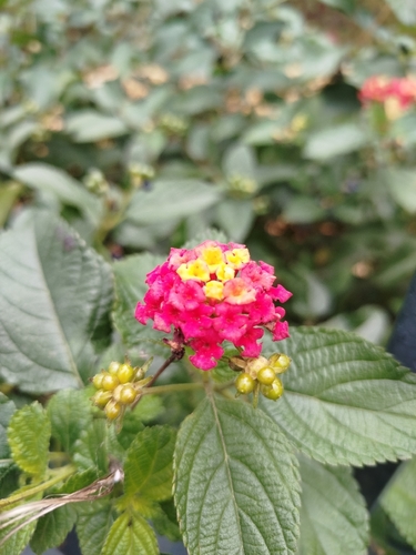 Foto de camará