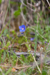 Veronica fruticans