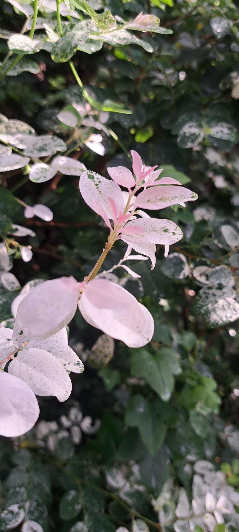 Snow bush