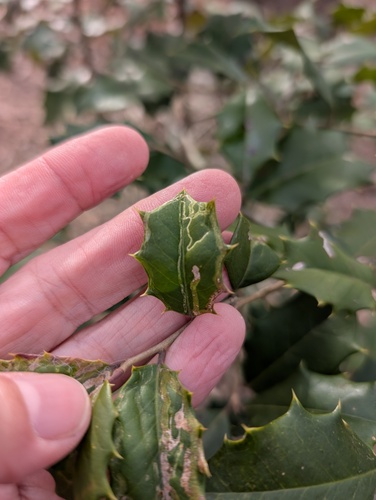 Unknown species found near Fairfax County, VA, USA