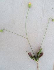 Hypochaeris achyrophorus