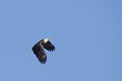 Haliaeetus leucocephalus