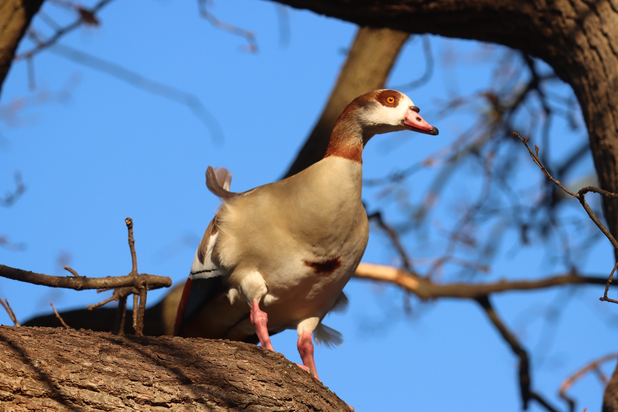 Egyptian Goose (Alopochen aegyptiaca), photo 3