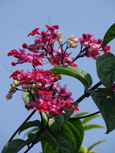 Clerodendrum × speciosum