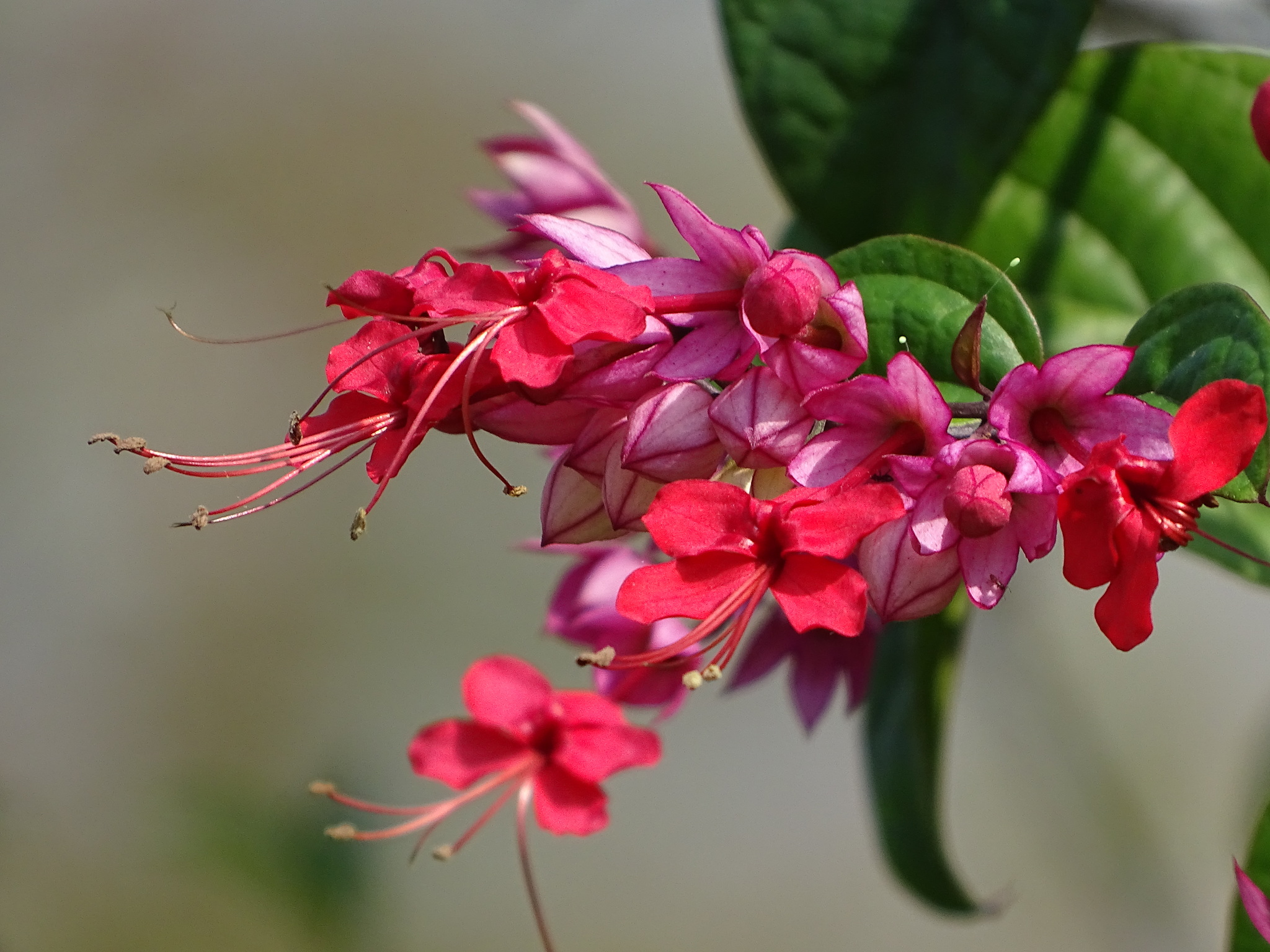 Clerodendrum X speciosum