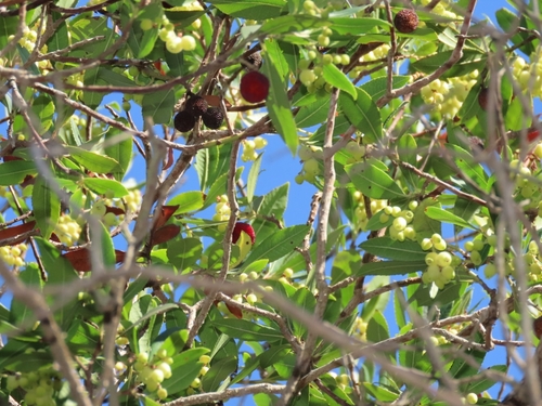 strawberry tree