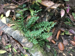 Blechnum molle
