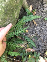 Blechnum molle
