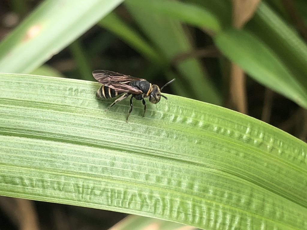 Parapsaenythia serripes