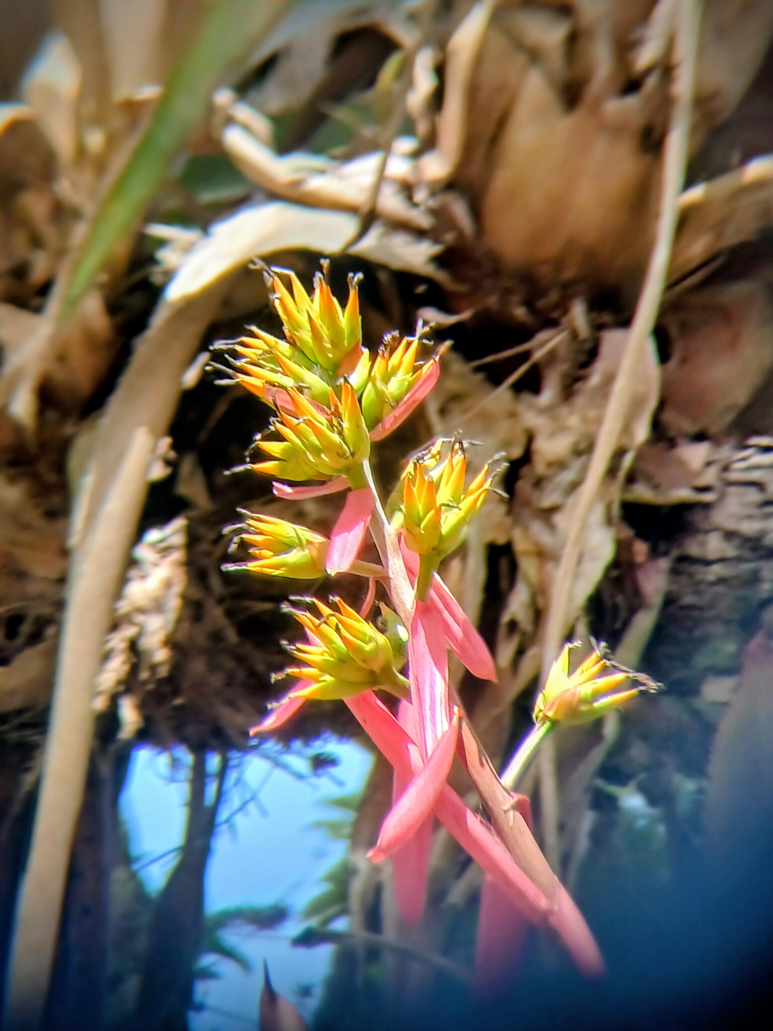 Aechmea aquilega