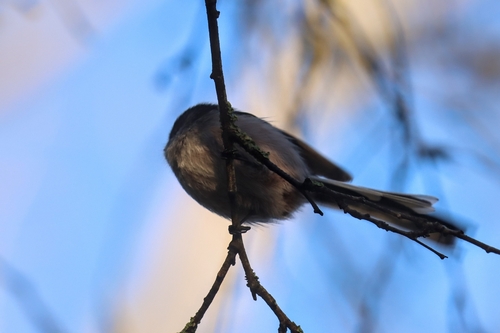 Long-tailed Tit (Aegithalos caudatus)