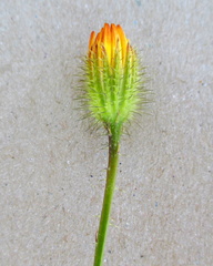 Hypochaeris achyrophorus