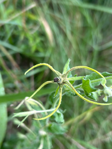 Ceropegia macropetala