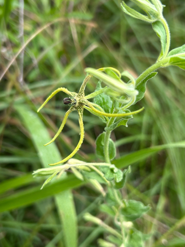 Ceropegia macropetala