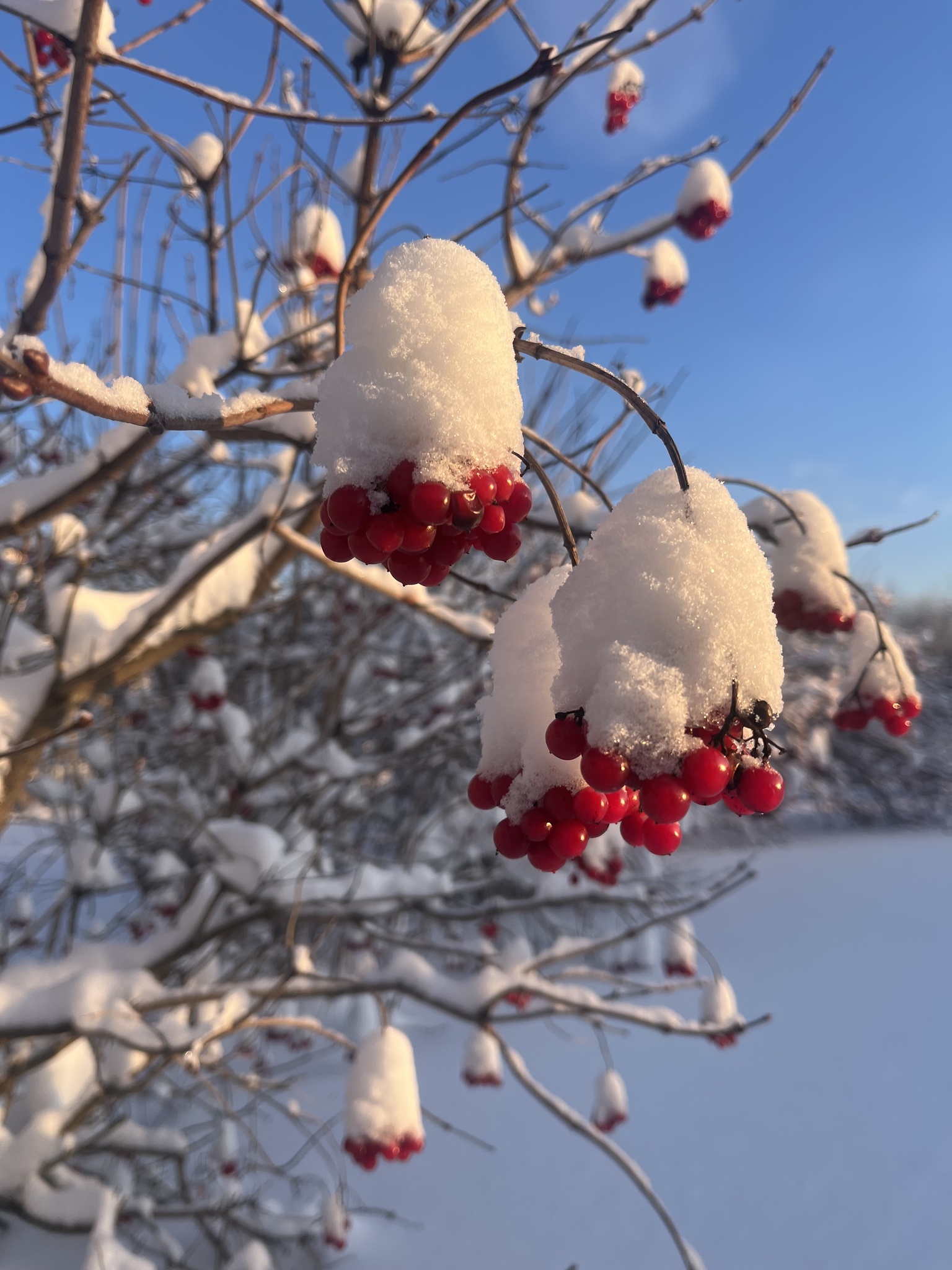 Beispielbild: Gemeiner Schneeball (Viburnum opulus)