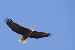 Haliaeetus leucocephalus