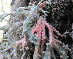 Marchandiomyces corallinus