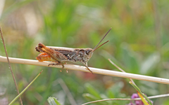 Omocestus haemorrhoidalis