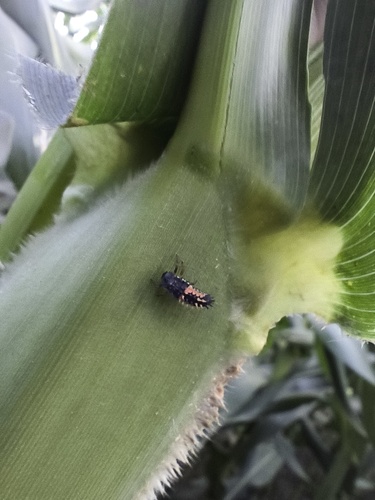 Asian Lady Beetle