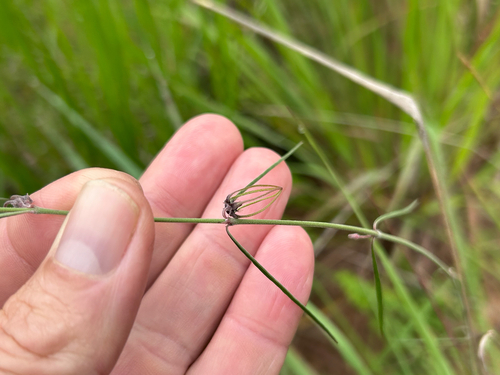 Ceropegia gracilior