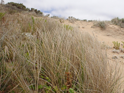 Calamagrostis arenaria, photograph 4