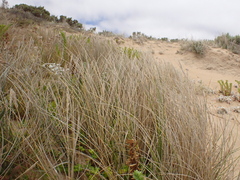 Calamagrostis arenaria, photograph ttsquid, CC BY, iNaturalist via GBIF