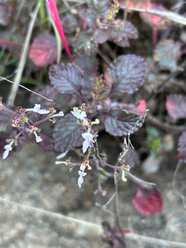 Wavyleaf Rocksage (Aeollanthus rehmannii)
