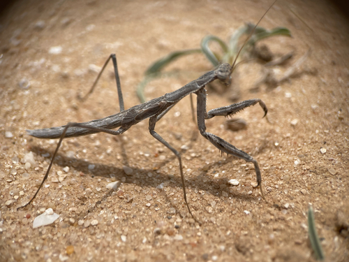 Rivetina baetica