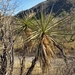 Yucca grandiflora - Photo (c) jorgeortizv,  זכויות יוצרים חלקיות (CC BY-NC)