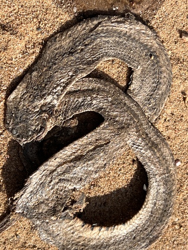 Striped Kukri Snake