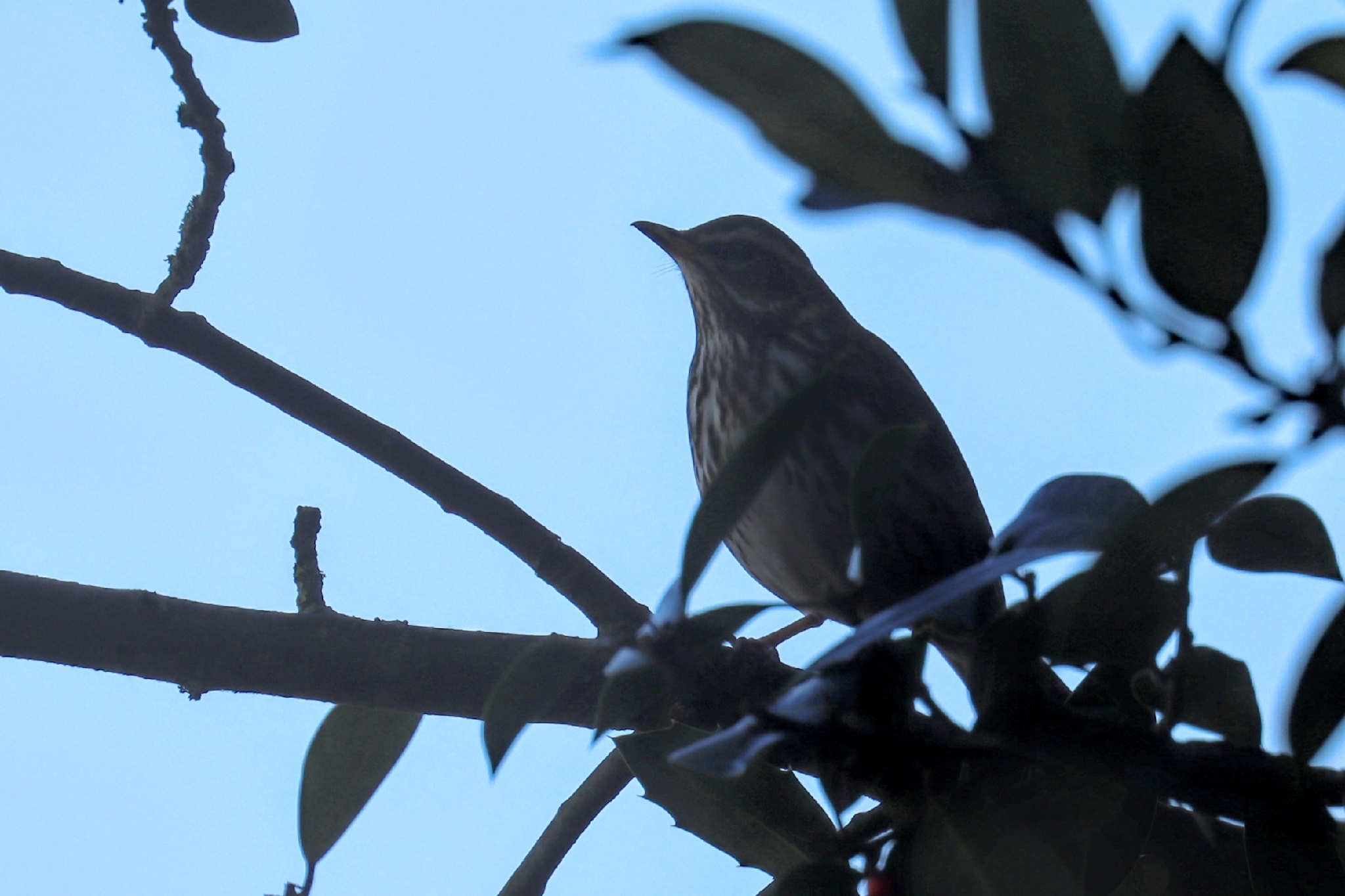 Redwing (Turdus iliacus), photo 4