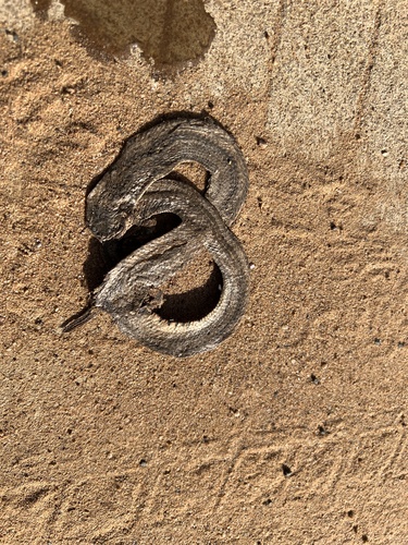 Striped Kukri Snake