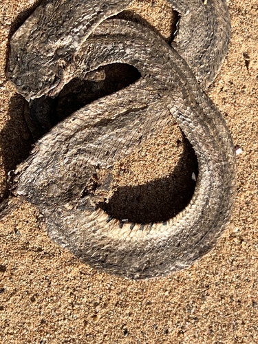 Striped Kukri Snake