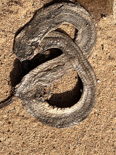 Striped Kukri Snake
