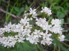 Valeriana uliginosa