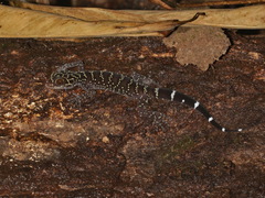 Cyrtodactylus phukhaensis