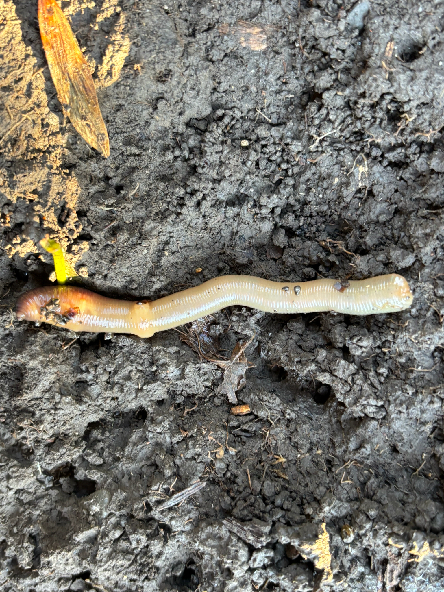 Lumbricus terrestris Linnaeus, 1758