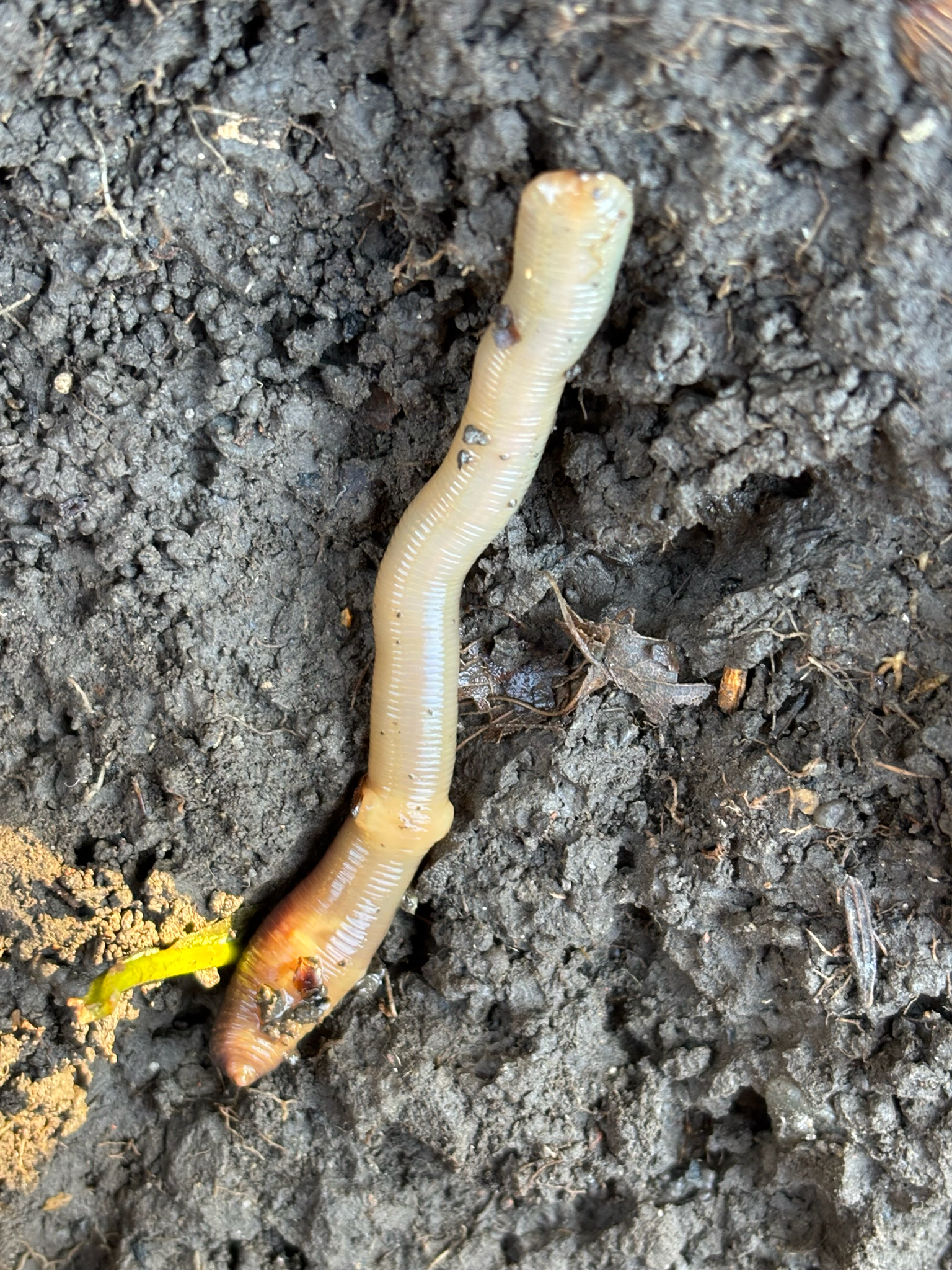 Lumbricus terrestris Linnaeus, 1758