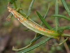 Coleosporium senecionis