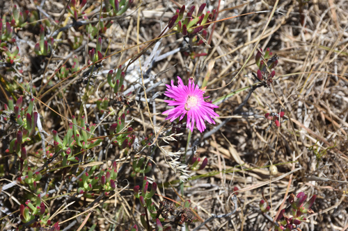 Lampranthus lavisii, photograph 3