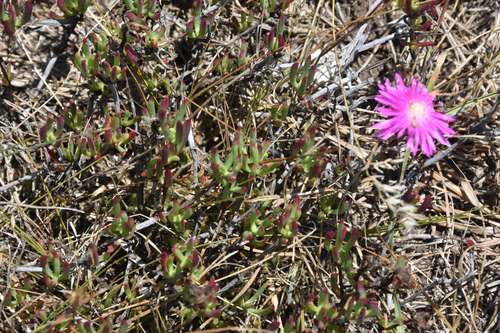 Lampranthus lavisii, photograph 4