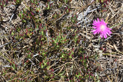 Lampranthus lavisii, photograph (c) Andrew Gillespie, some rights reserved (CC BY)