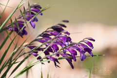 Gladiolus atroviolaceus