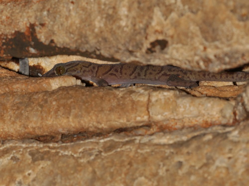 Tiger Bent-toed Gecko, Cyrtodactylus tigroides