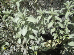 Mercurialis tomentosa