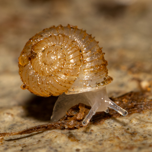 Vallonia costata (O.F.Müller, 1774)