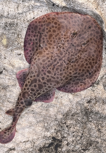 Tonkin numbfish (Narcine prodorsalis) — Narcinidae — 4