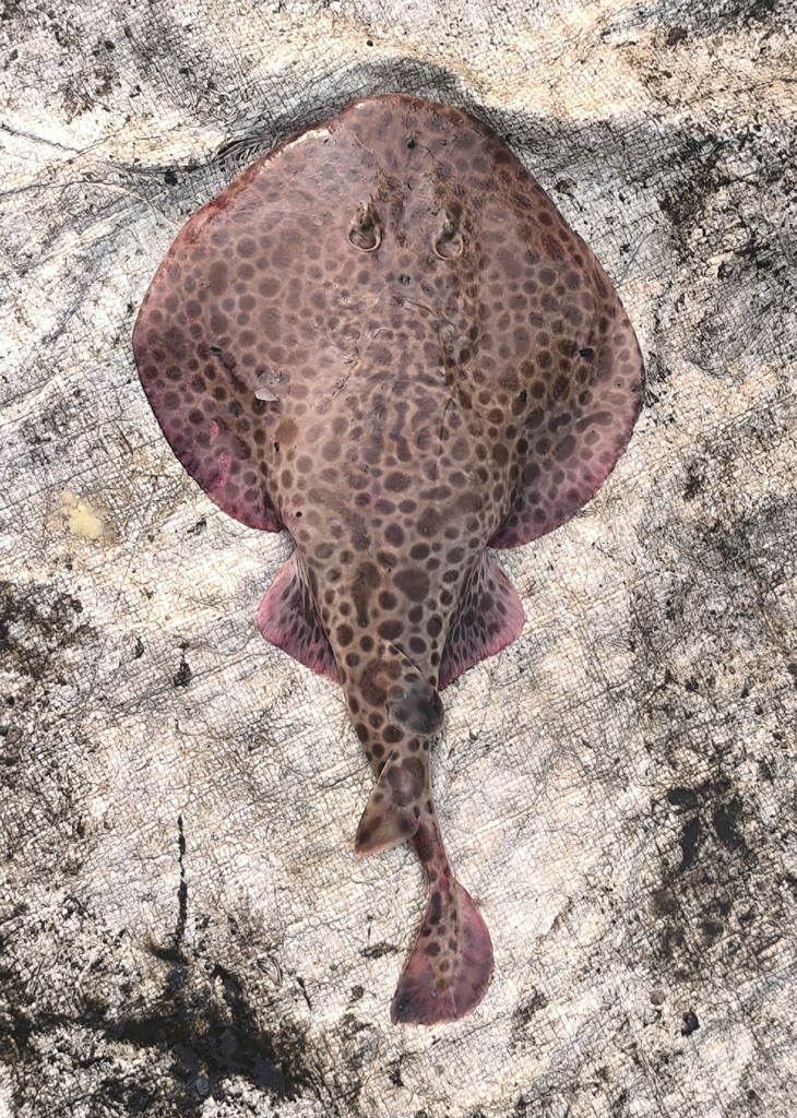 Tonkin Numbfish